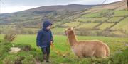 Sperrin alpacas