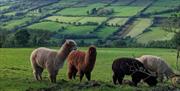 Sperrin alpacas