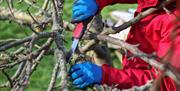Winter apple pruning