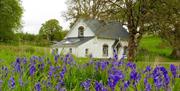 Whitehill Cottage with wild lavender