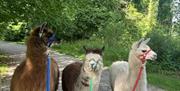 Alpacas