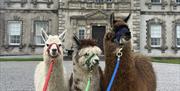 Alpacas