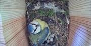 Blue Tit Bird box live
