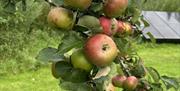 Bumper apple crop