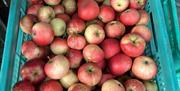 Crate of apples on Apple Day