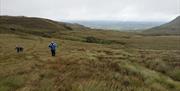 Camino Views