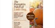 The Pumpkin Patch at Lusty Beg