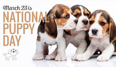 puppies