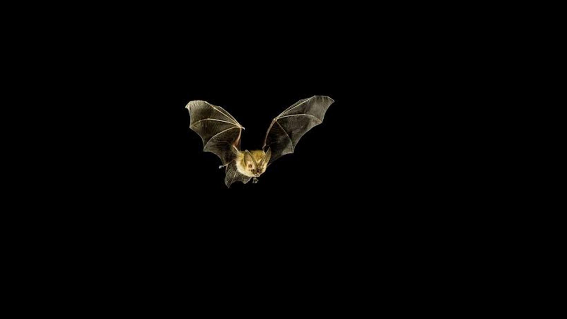 Bat night