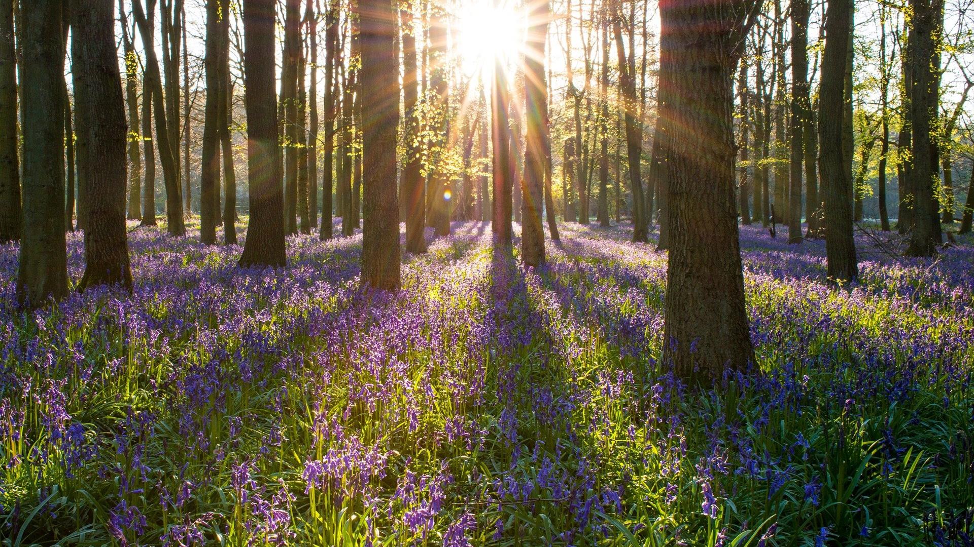 Bluebells