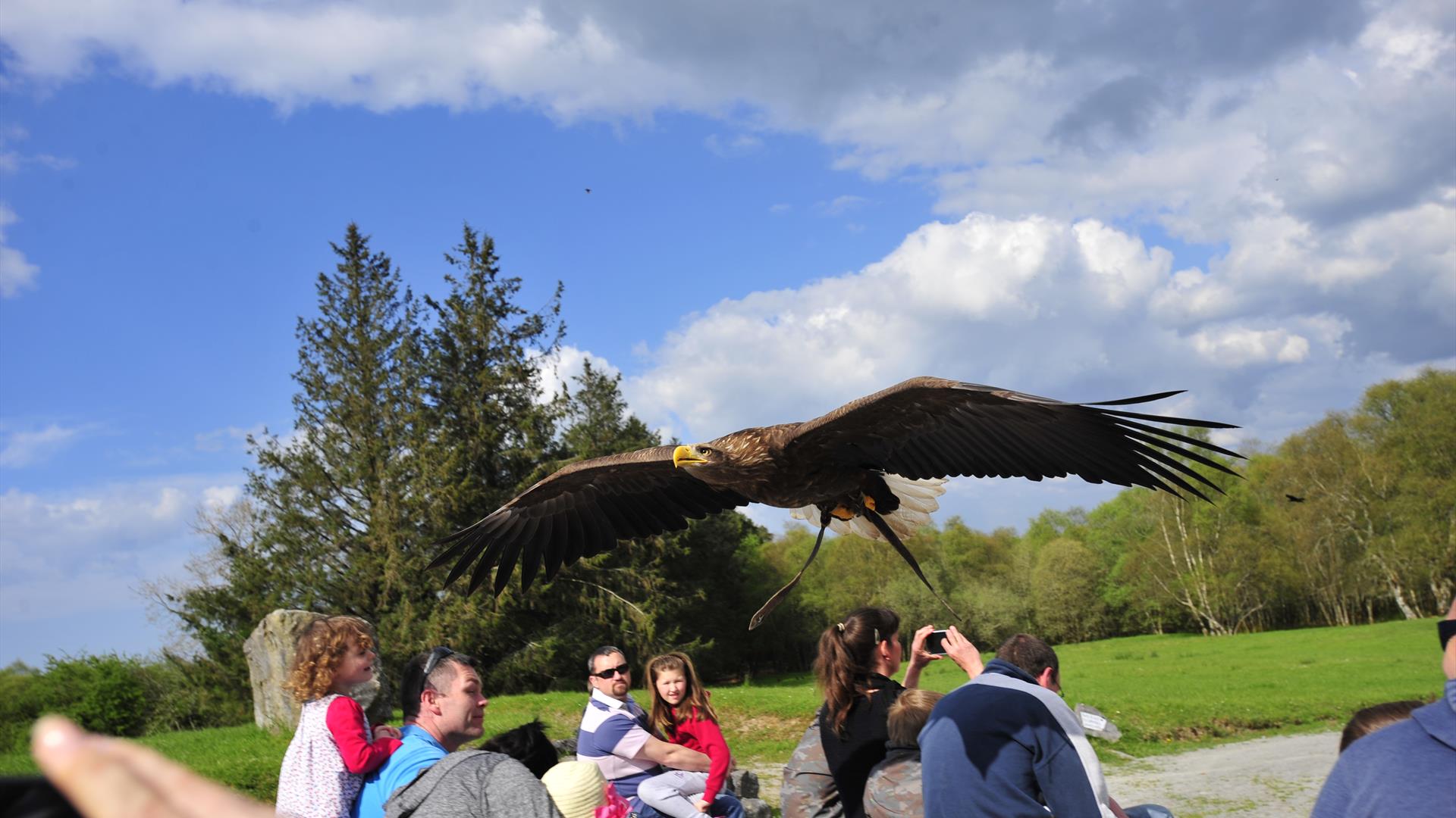 Eagles Flying