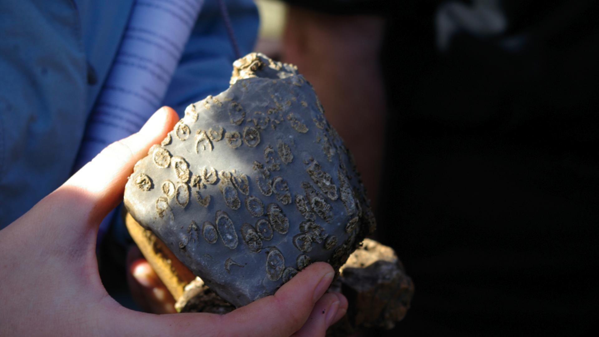 Fossil Colonial Coral.