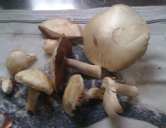 Gathered mushrooms
