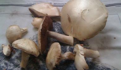 Gathered mushrooms