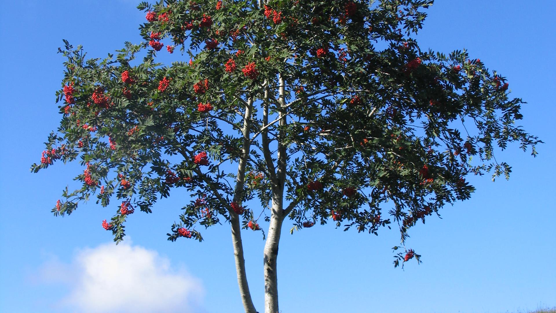 Rowan tree